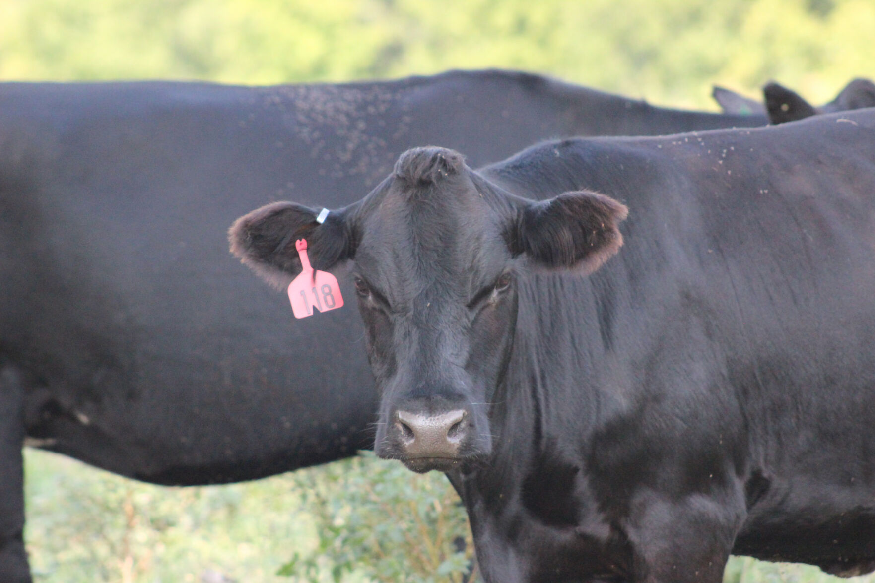 CC Generic Cow